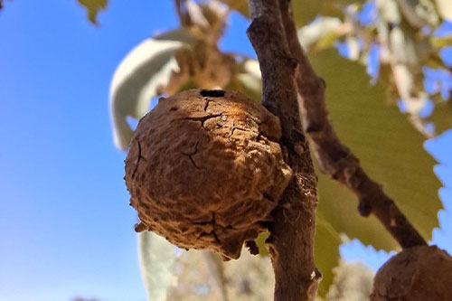 گال مازو بلوط زاگرس